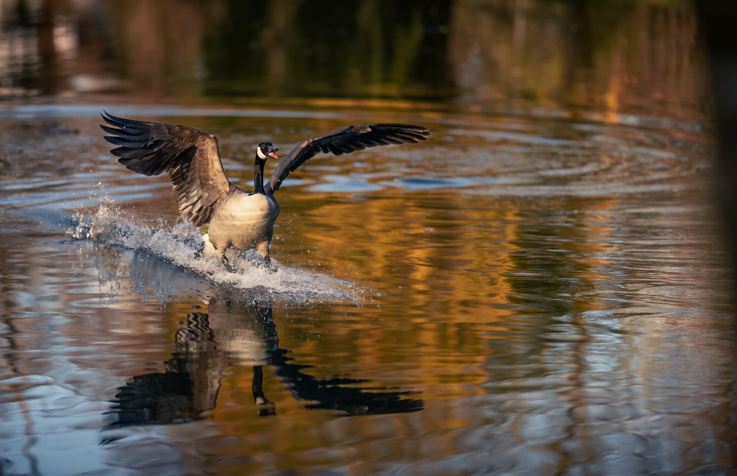 Tiere goose-landing-water.jpg