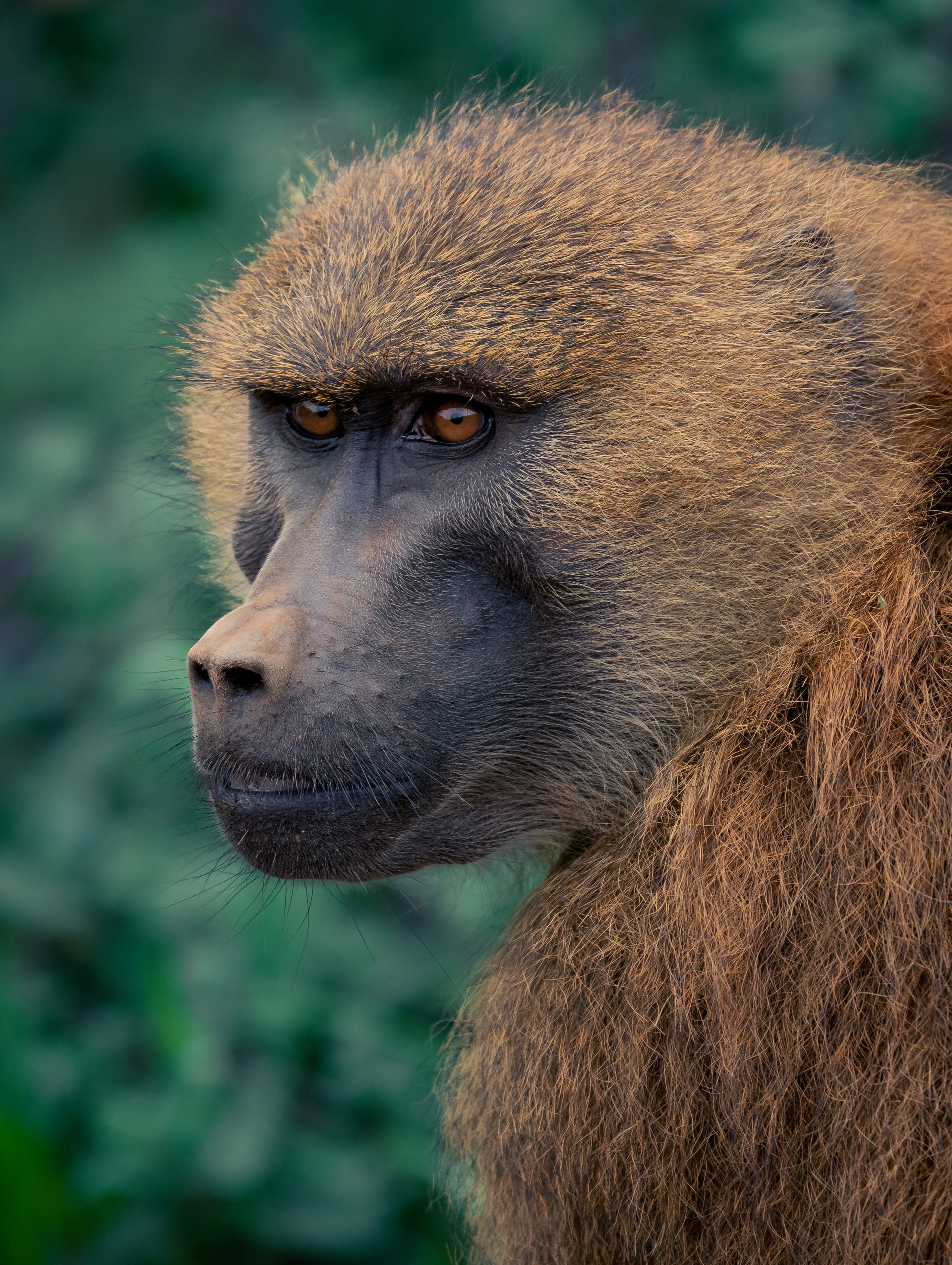 Tiere 1791063481885-49aa620c-ee65-49c1-a462-bbcf4ddbc67e-rl-04971.jpg