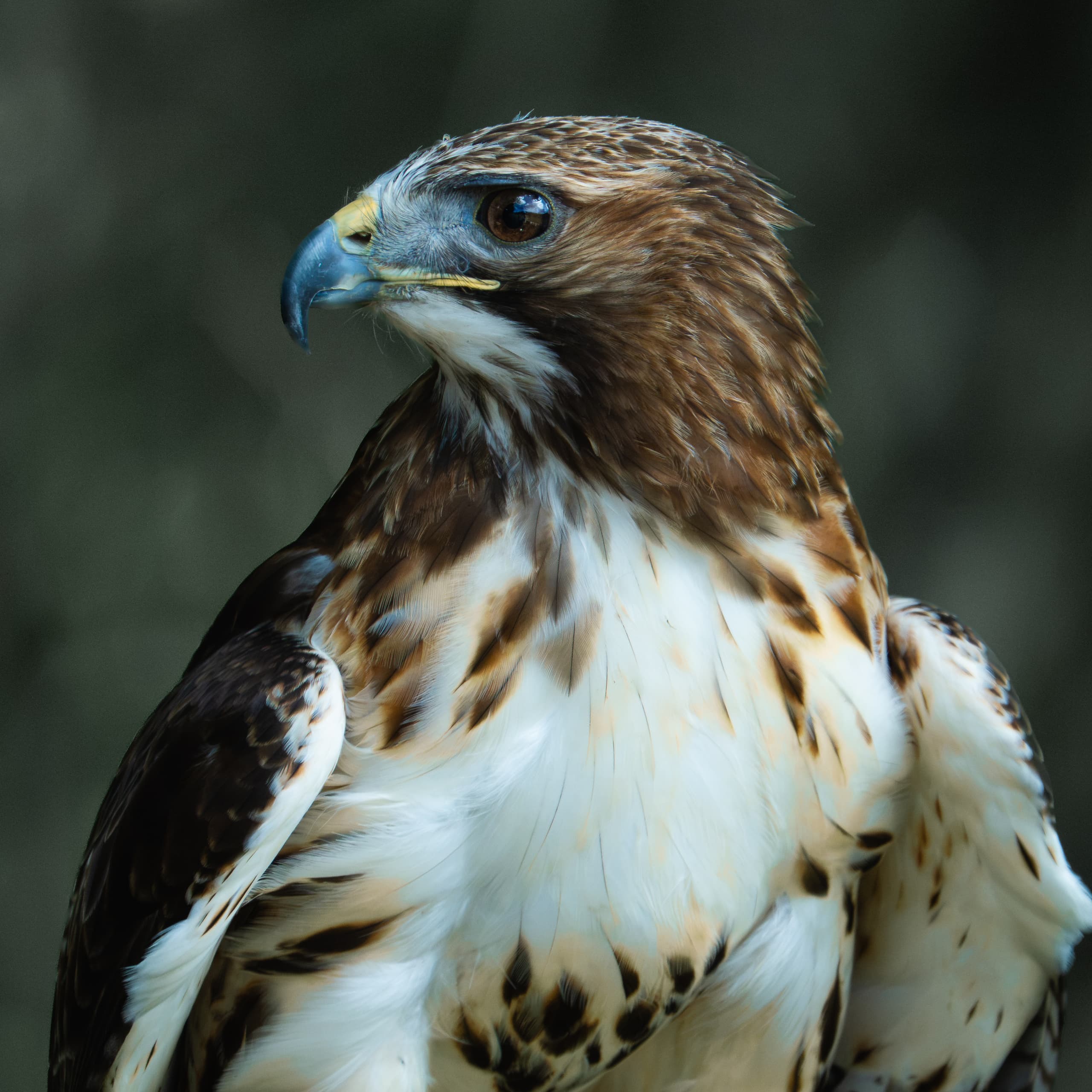 Tiere 1791063481922-1198fe59-4cb1-4367-9458-e94f19049fb8-rl-05072.jpg