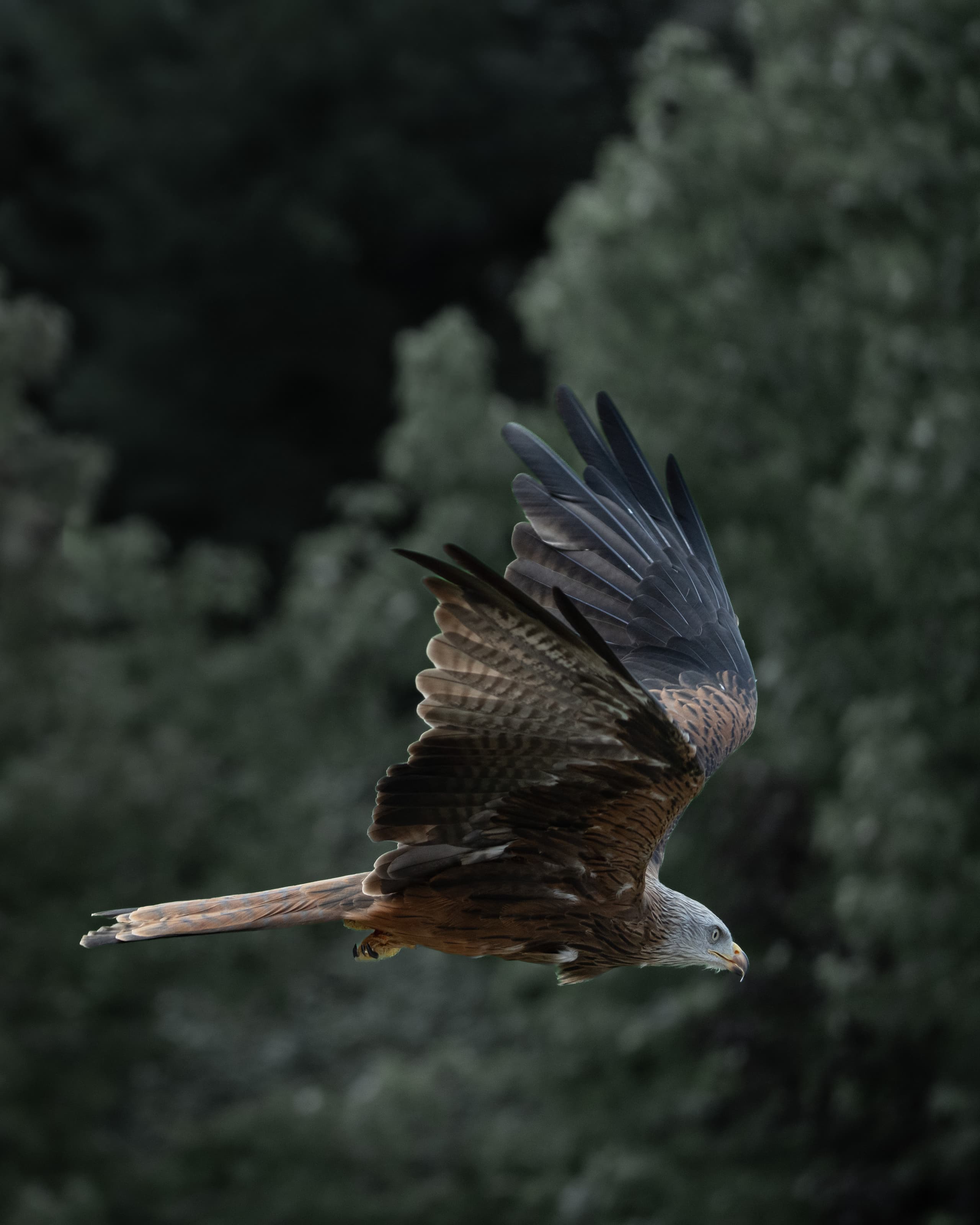Tiere 1791063481953-68dd0cb6-f855-475f-8ce4-49c4692bda15-rl-05112.jpg