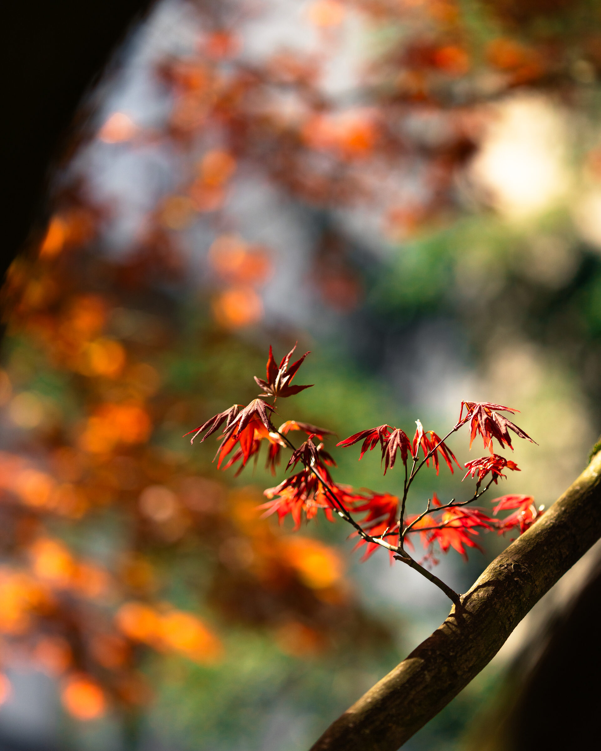 Landscape autumn-leaves-bokeh.jpg