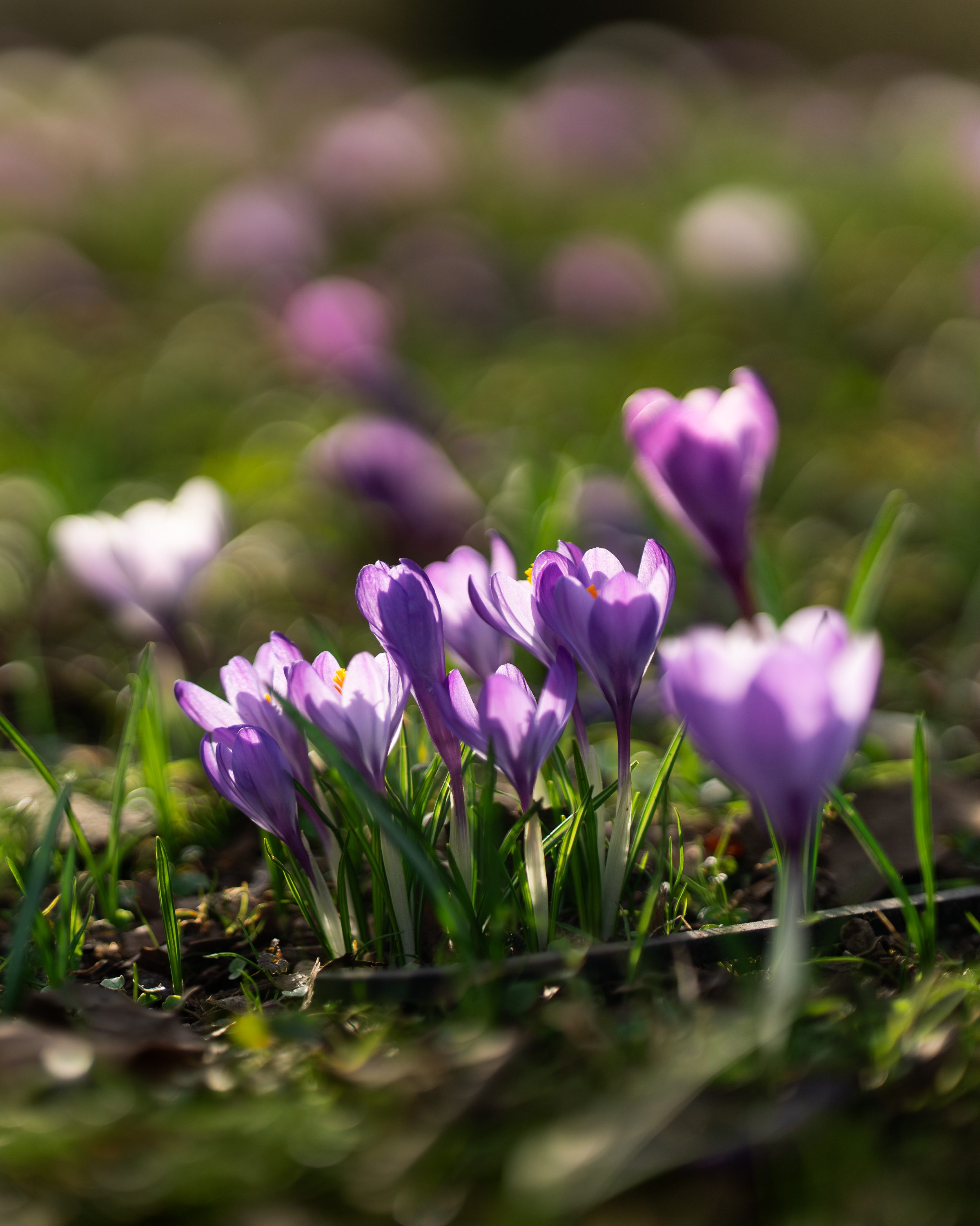 Landscape crocus-bloom-bokeh.jpg