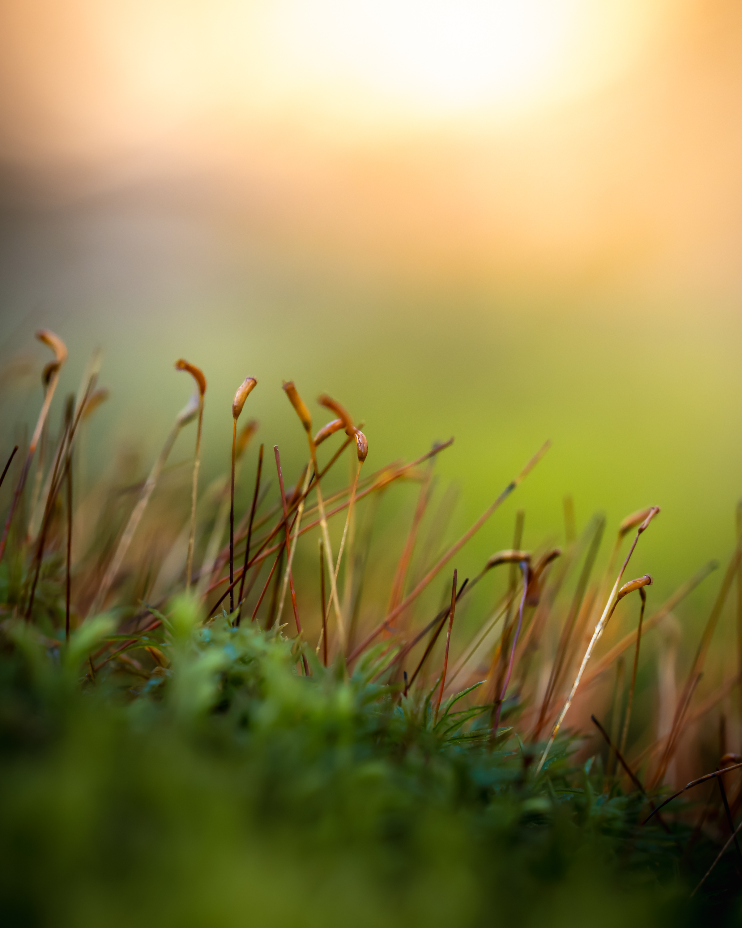 Landscape moss-sunrise-macro.jpg