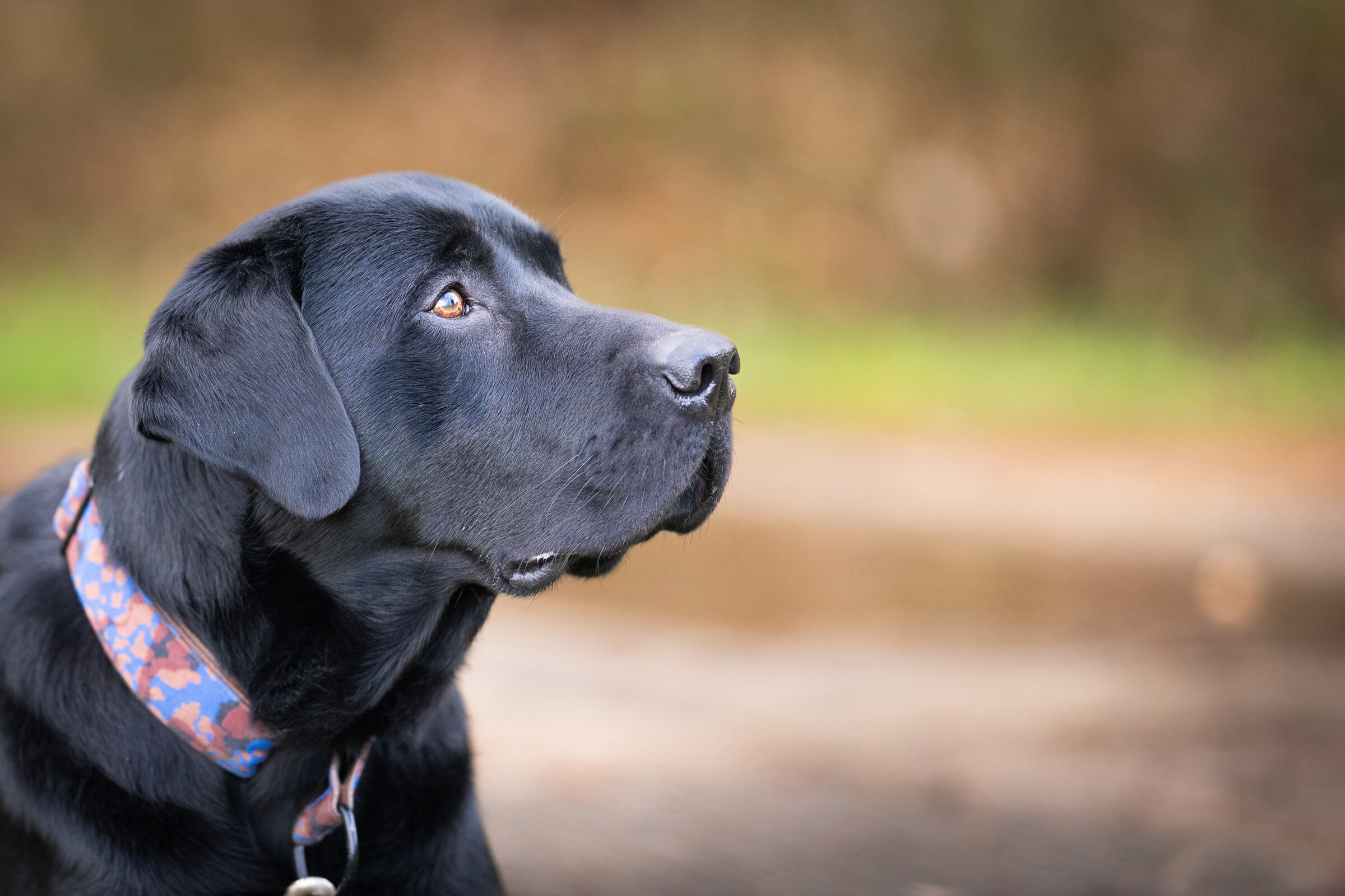 Tiere black-labrador-portrait.jpg