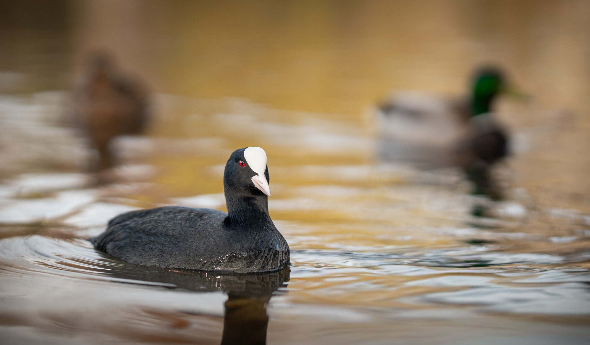 Tiere coot-portrait-on-water.jpg