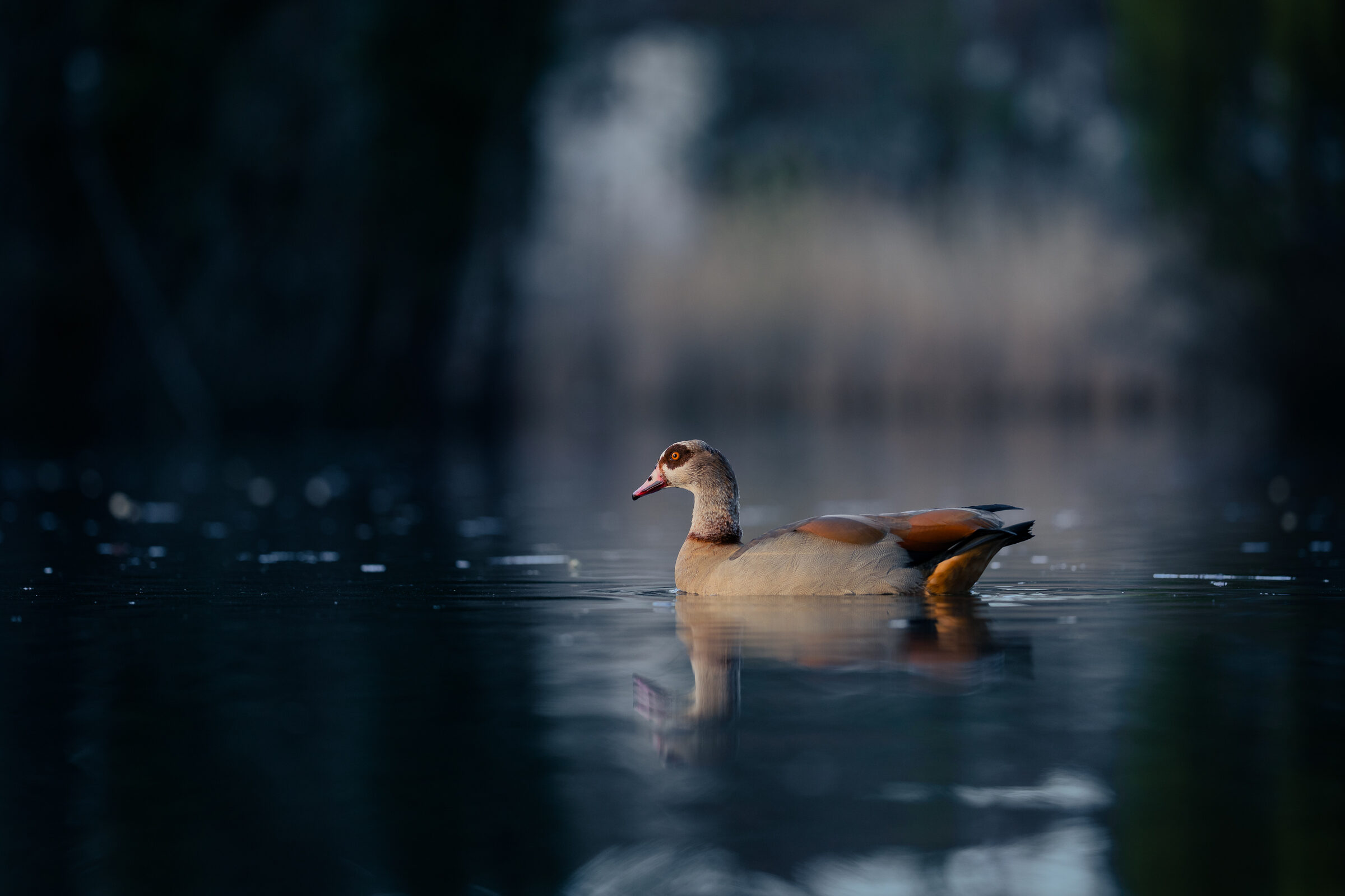 Tiere duck-in-dark-water.jpg