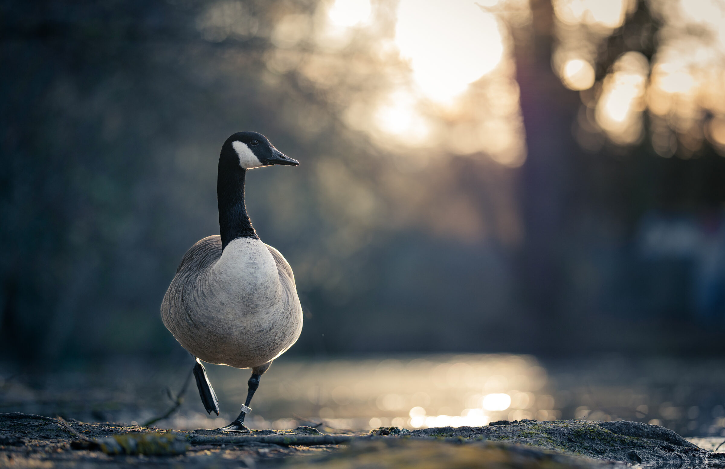 Tiere goose-backlit-portrait.jpg