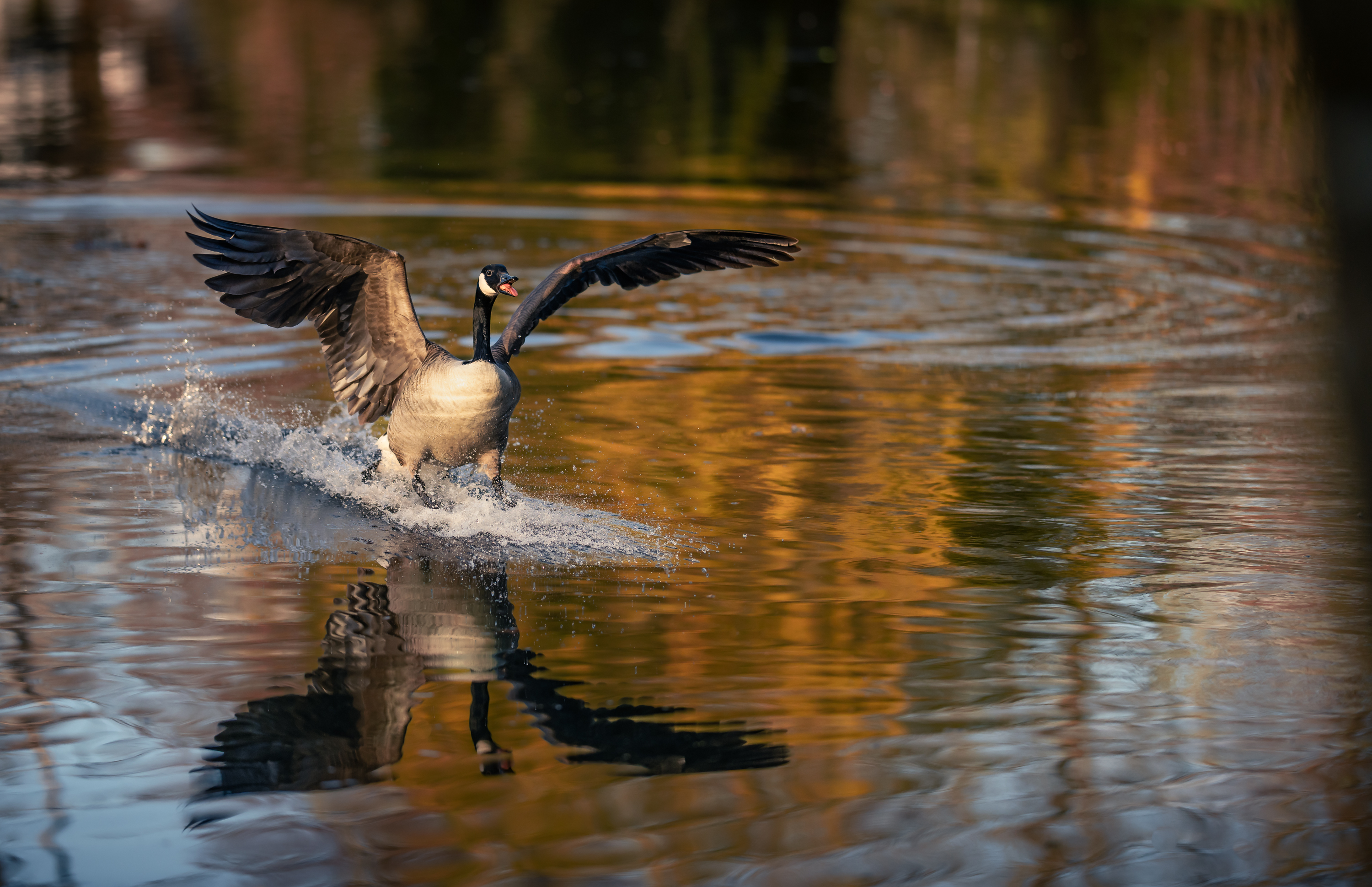 Tiere goose-landing-water.jpg