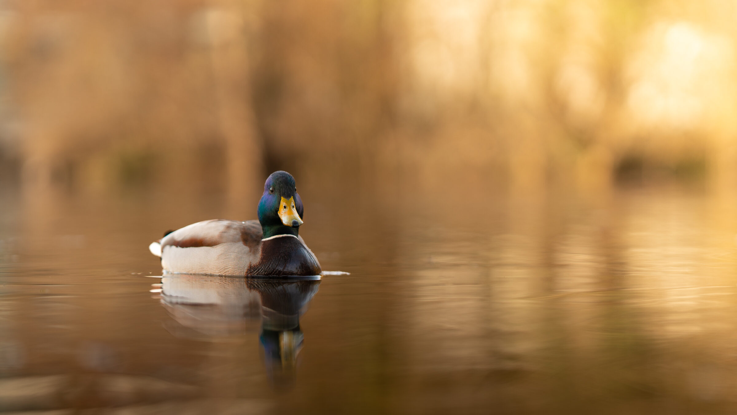 Tiere mallard-on-water.jpg