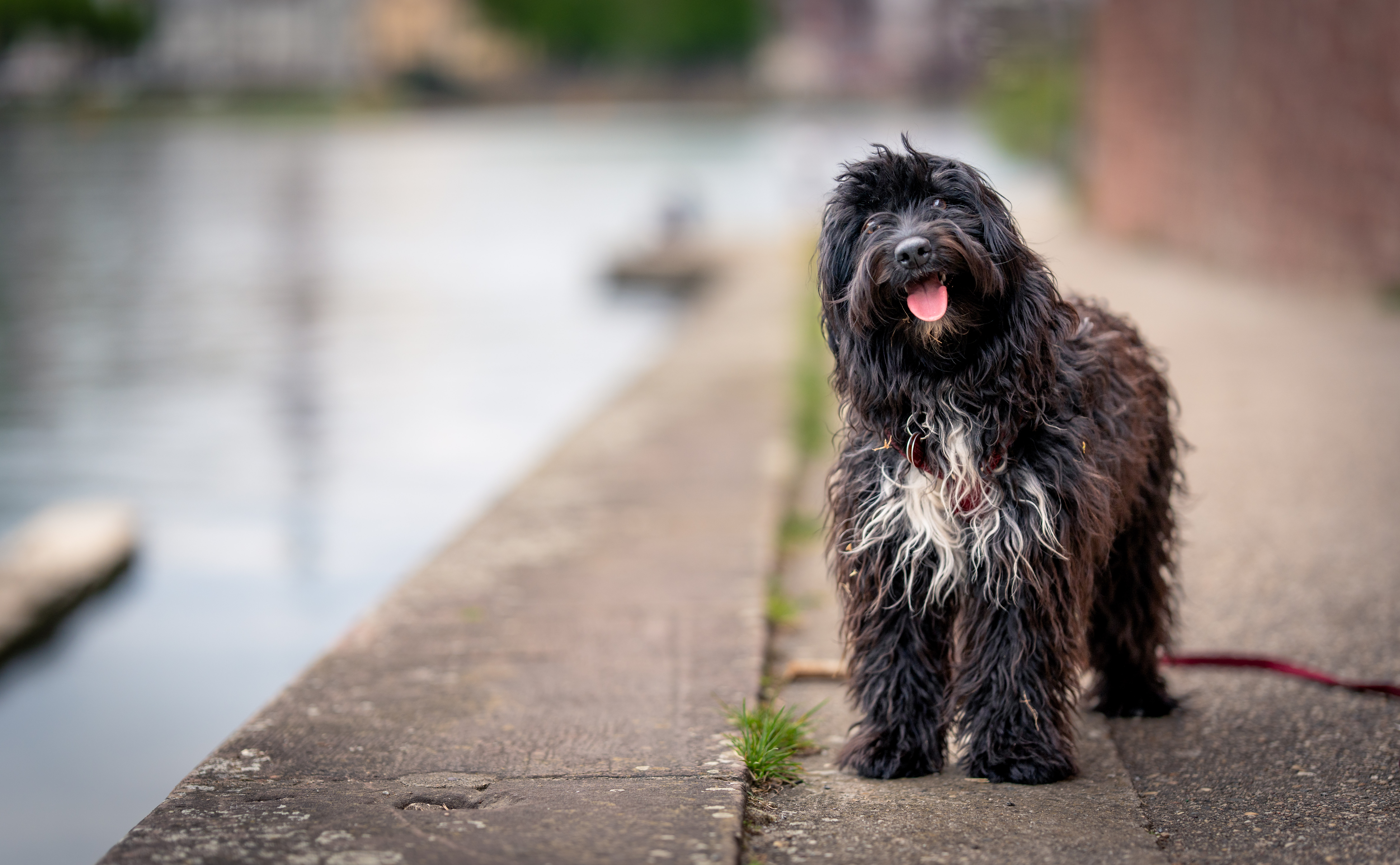 Tiere shaggy-dog-riverside-portrait.jpg