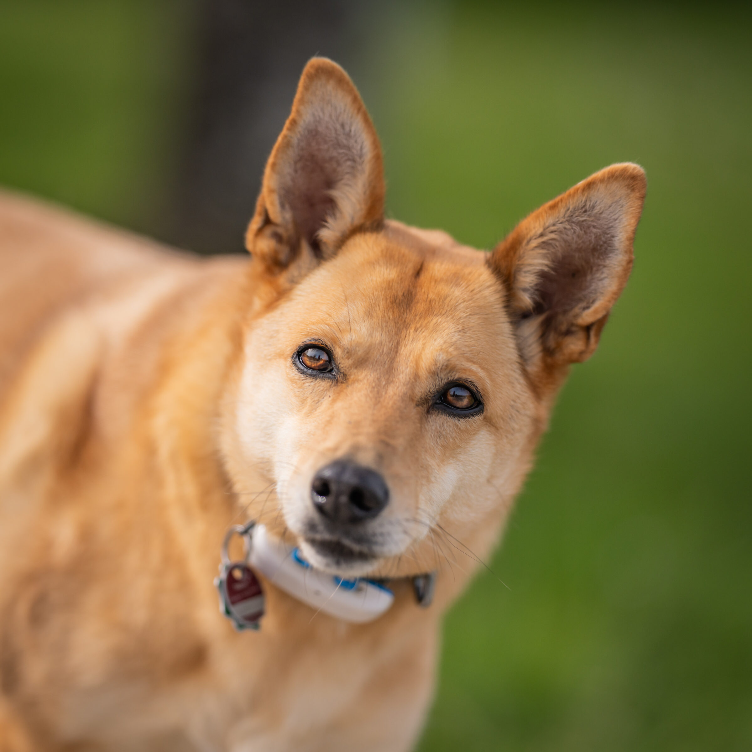 Tiere tan-dog-portrait.jpg