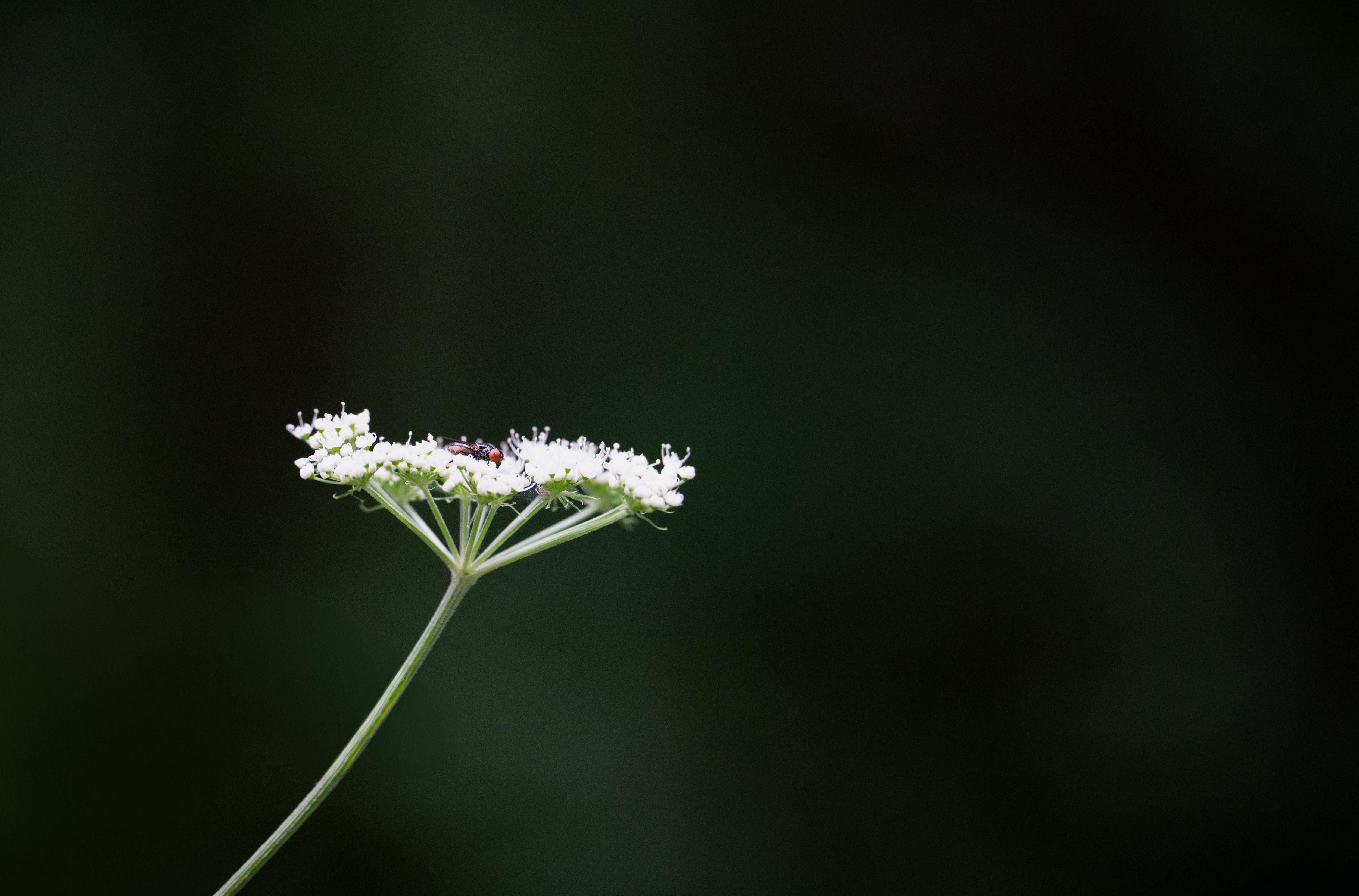 Landscape 1786650041292-25bcd6fb-389c-4012-8046-8db1a4befb57-rl-04556-small.jpg