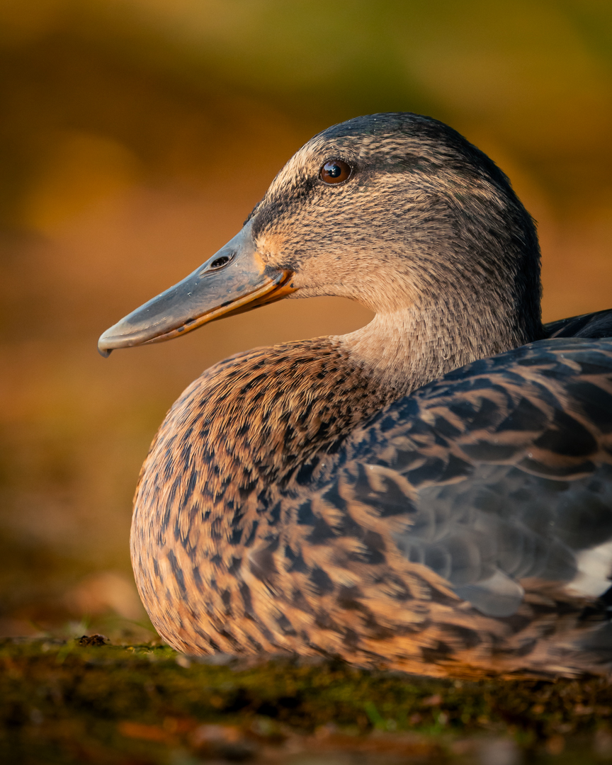 Tiere 1786649398176-ca3acf23-45bf-4120-8d7f-1d59e5d90e1d-rl-04389-small.jpg