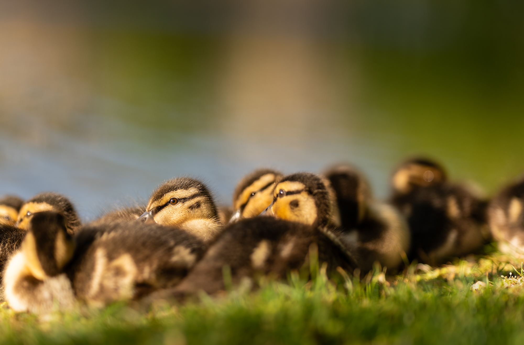Tiere 1786649417447-c60db5f0-51c2-43f0-9afb-babd378a9f0d-rl-00978.jpg