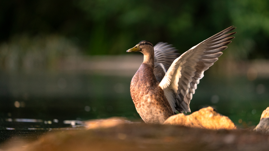 Tiere 1786650773252-4c947fdf-b124-4e9d-b254-cbefea1ba9c2-rl-04416-small.jpg